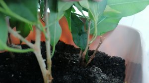 Фокусы с фикусами_закончилось лето