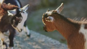 19180441-uhd_3840_2160_24fps