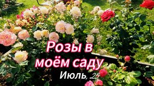 Вспоминаю цветение роз в саду в июле. Присоединяйтесь.
