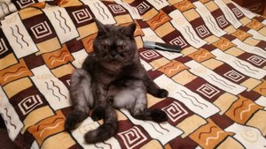 Что же делать, как же быть?