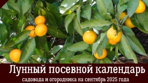 Лунный ПОСЕВНОЙ КАЛЕНДАРЬ на СЕНТЯБРЬ 2025 года для садоводов и огородников