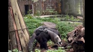 Первый выход муравьеда