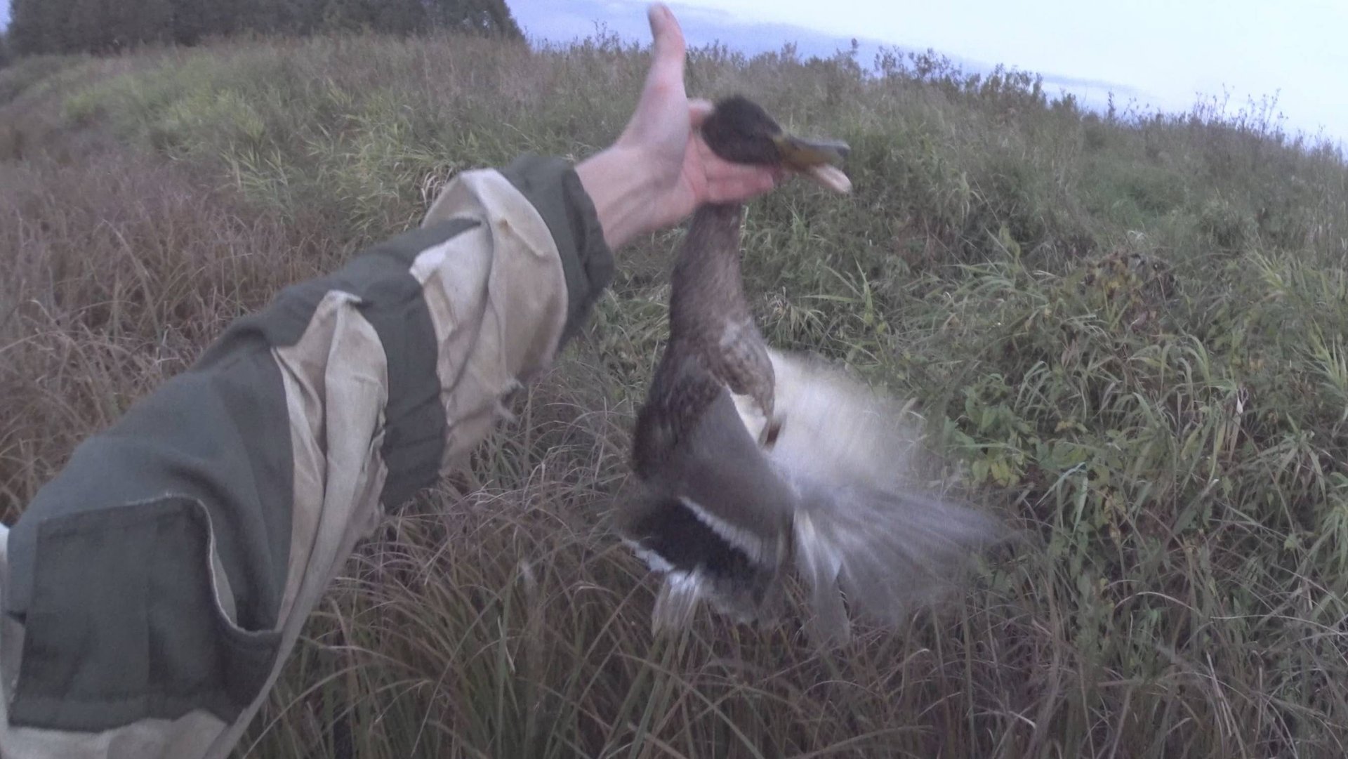 Осенняя охота 2025. Охота с подхода смотреть онлайн