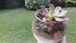 Искусство сажать Эониум! Сорт Шварцкоп! Делаю композицию!