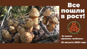 Все пошли в рост! Дневник грибника 23 августа 2025 года.