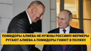 ПОМИДОРЫ АЛИЕВА НЕ НУЖНЫ РОССИИ!!! ФЕРМЕРЫ РУГАЮТ АЛИЕВА А ПОМИДОРЫ ГНИЮТ В ПОЛЯХ!!