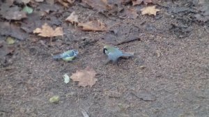 Жадная синица отгоняет лазоревку