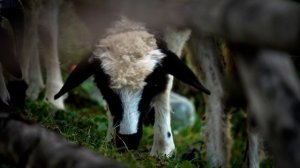 12614210_3840_2160_24fps