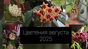 цветение августа 2025