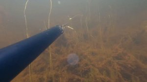 Подводная охота на озере Кирилл-Выслор