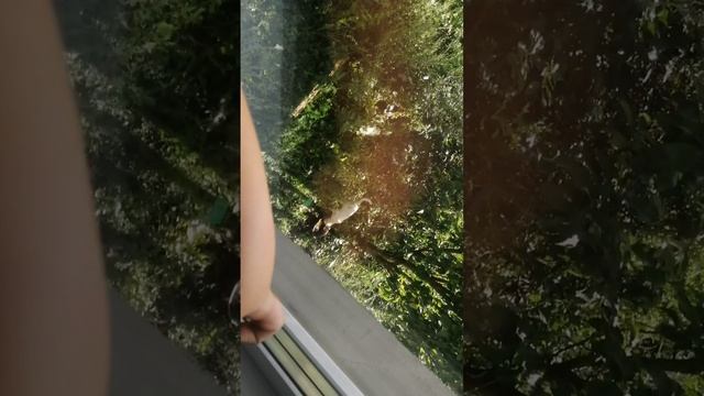 Арсений влог.