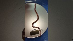 Малыши маисового полоза. 25 августа 2025 г.