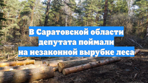 В Саратовской области депутата поймали на незаконной вырубке леса