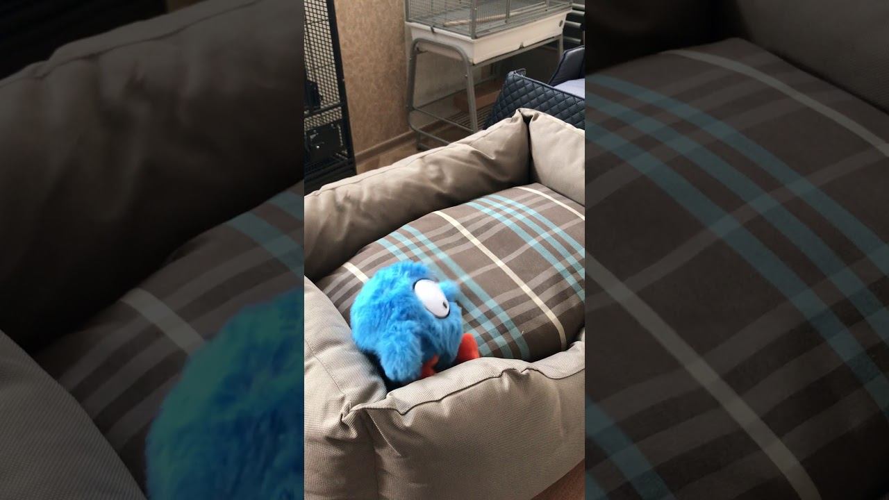 Coockoo Игрушка для собак "Упругий мяч"