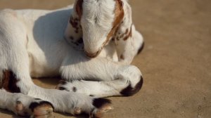 20523319-hd_1920_1080_25fps