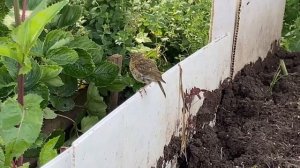 Вот такая птичка живет на даче у насMOV