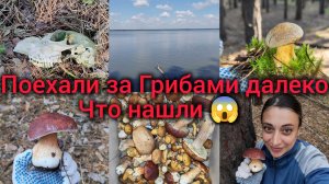 Поехали за грибами далеко! Что нашли 😱 У берега Моря. Урожай грибов.