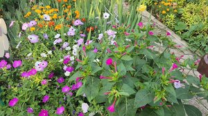 Цветы 💐 - красивое увлечение мамы в жизни