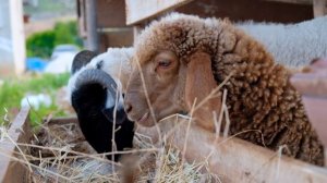 17440594-uhd_3840_2160_30fps