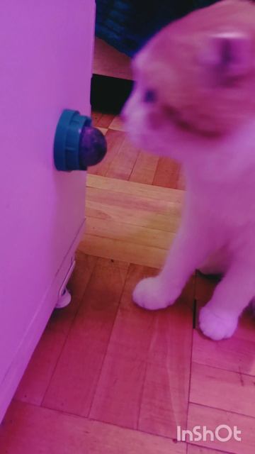 Волшебный шарик для Кексика🐯