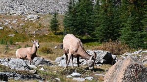 18450514-uhd_3840_2160_30fps