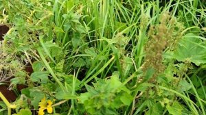 Как там на даче Ижевск Удмуртия 28 августа 2025 г.