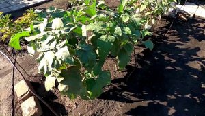 Последние баклажаны