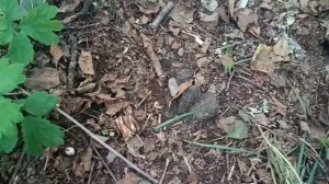 Наталья Бучинская *ЗА СИНИМИ ТУМАНАМИ*.Песня для души. Вокруг такой мир, его надо только видеть...