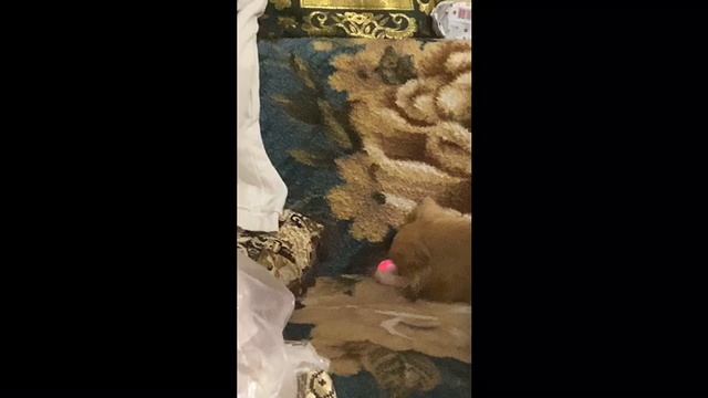 Новая игрушка у нашего чихуахуа смотреть онлайн