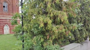 Елец. 08.2025 г.