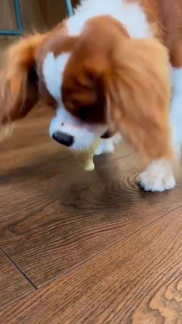 Игрушки для щенков ૮ ᴖﻌᴖა