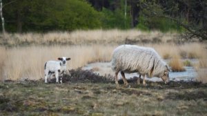 12576017-hd_1920_1080_30fps