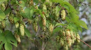 Минсельхоз прогнозирует рост производства хмеля на 22%