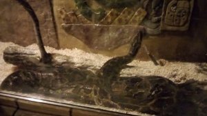 Зоопарк планета обезьян. Королевский питон.