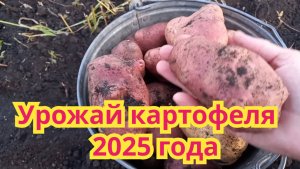 Обзор урожая картофеля 2025 года.