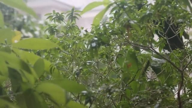 Инструментальная Музыка_ Романтическая Гитарная Музыка Для Душевного Спокойствия(720P_HD) смотреть онлайн