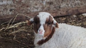 15743216-hd_1920_1080_60fps