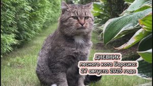ДНЕВНИК лесного кота Барсика: «Мы так не договаривались!» - 27 августа 2025 года
