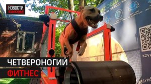 В Балашихе осваивают необычный вид спорта - собачье многоборье