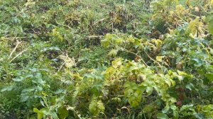 Чуда не произошло,эксперимент неудачный