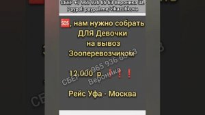 девочка в отлове , очень хочет домой 🏘️ сос 🆘