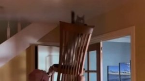 Объединение силы и ловкости не оставляет насекомым шанса😡😂