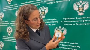 Как выбрать качественный мед? Анастасия Оленева, Управление Россельхознадзора по Красноярскому краю