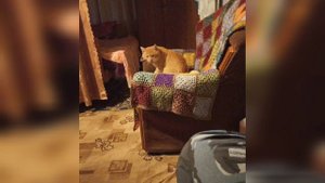 Рыжий кот