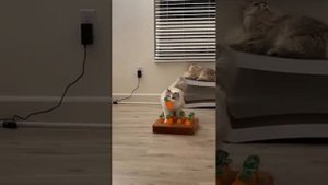#169 Самые смешные животные. Приколы с котами и собаками