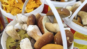 Лесной урожай-2025: Реальное погружение в тихую охоту и создание видео!