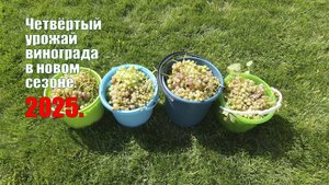 Виноград | Четвертый урожай винограда 2025