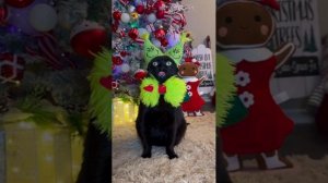 #172 Самые смешные животные. Приколы с котами и собаками