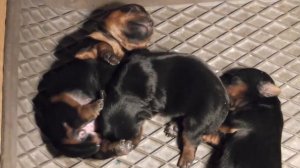 Йоркширский терьер, щенки