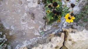 Снова пересадки, теперь возле сухого пруда